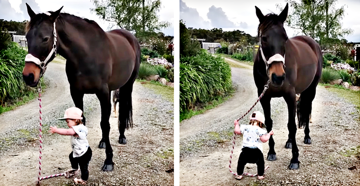 Little Girl Leads Her Large Horse Melting Hearts On
